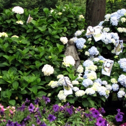 jessicas-garden-16