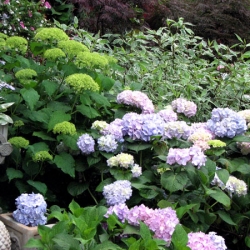 jessicas-garden-18