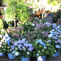 jessicas-garden-28