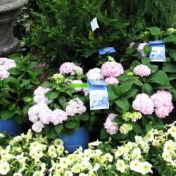 jessicas-garden-43