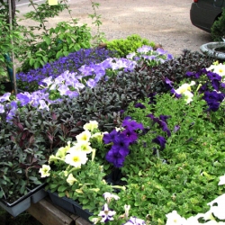 jessicas-garden-49