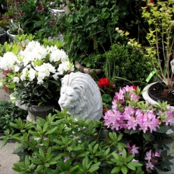 jessicas-garden-50